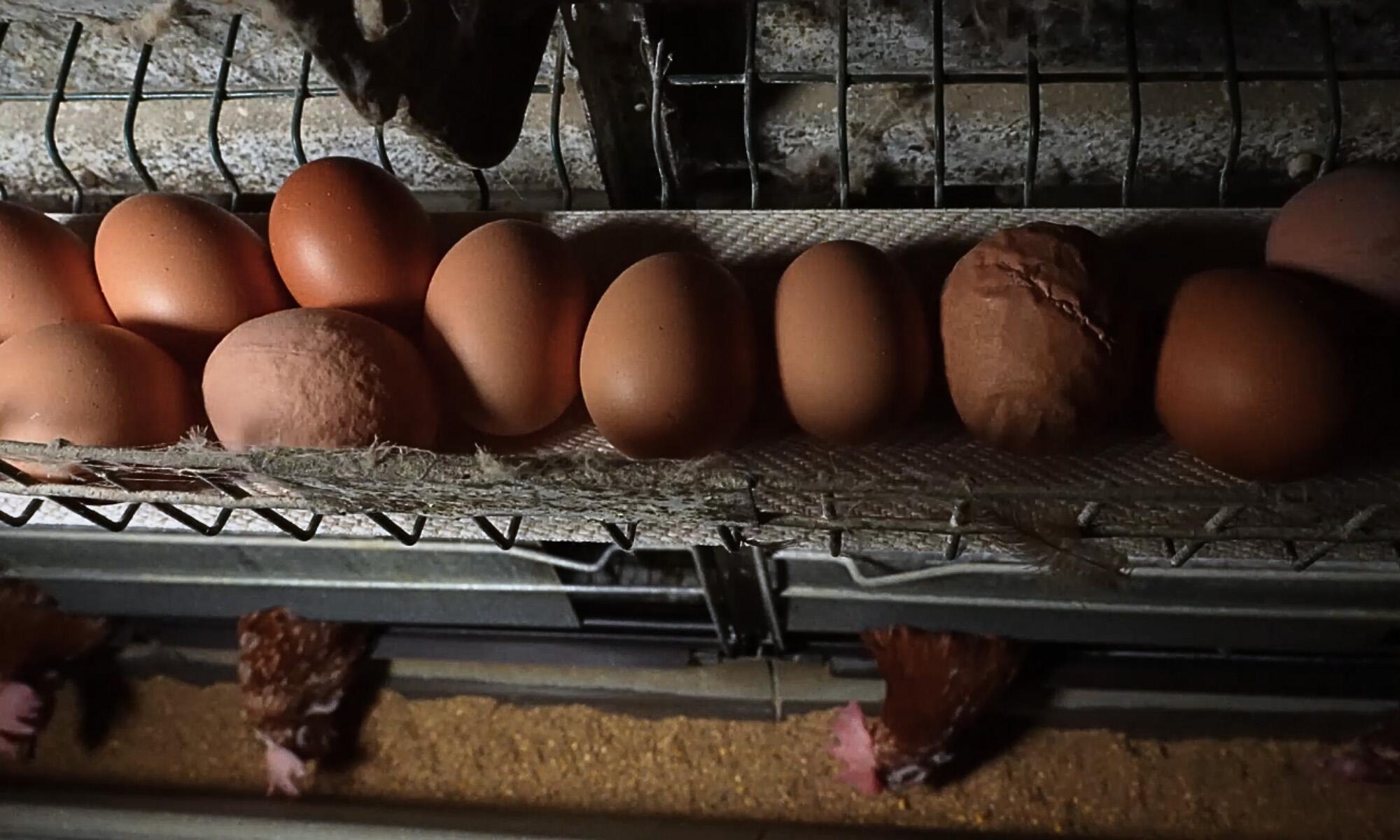 Macrogranja de los horrores en Mallorca  - 2